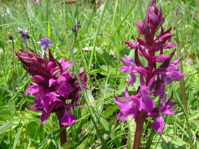Dactylorhiza majalis ssp alpestris